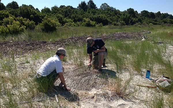 Placing protective mesh atop a loggerhead nest