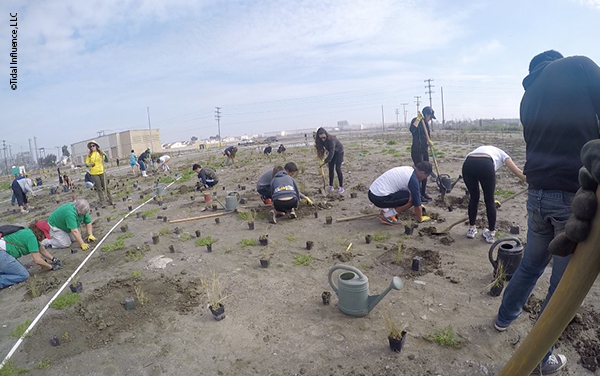 Los Cerritos Wetland restoration planting