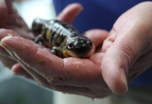 Eastern tiger salamander (Ambystoma tigrinum)