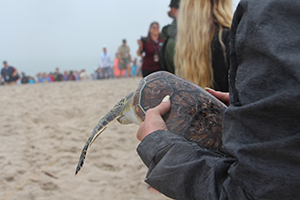 Beachcomber, moments before release