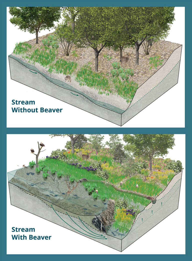 Biohabitats » Beaver Basics