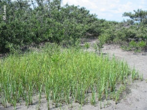 Avicennia germinans (black mangrove) volunteering into planted smooth cordgrass (Spartina alterniflora) Pelican Island National Wildlife Refuge, Sebastian, FL