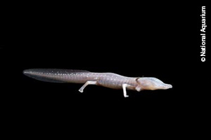 Texas blind salamander