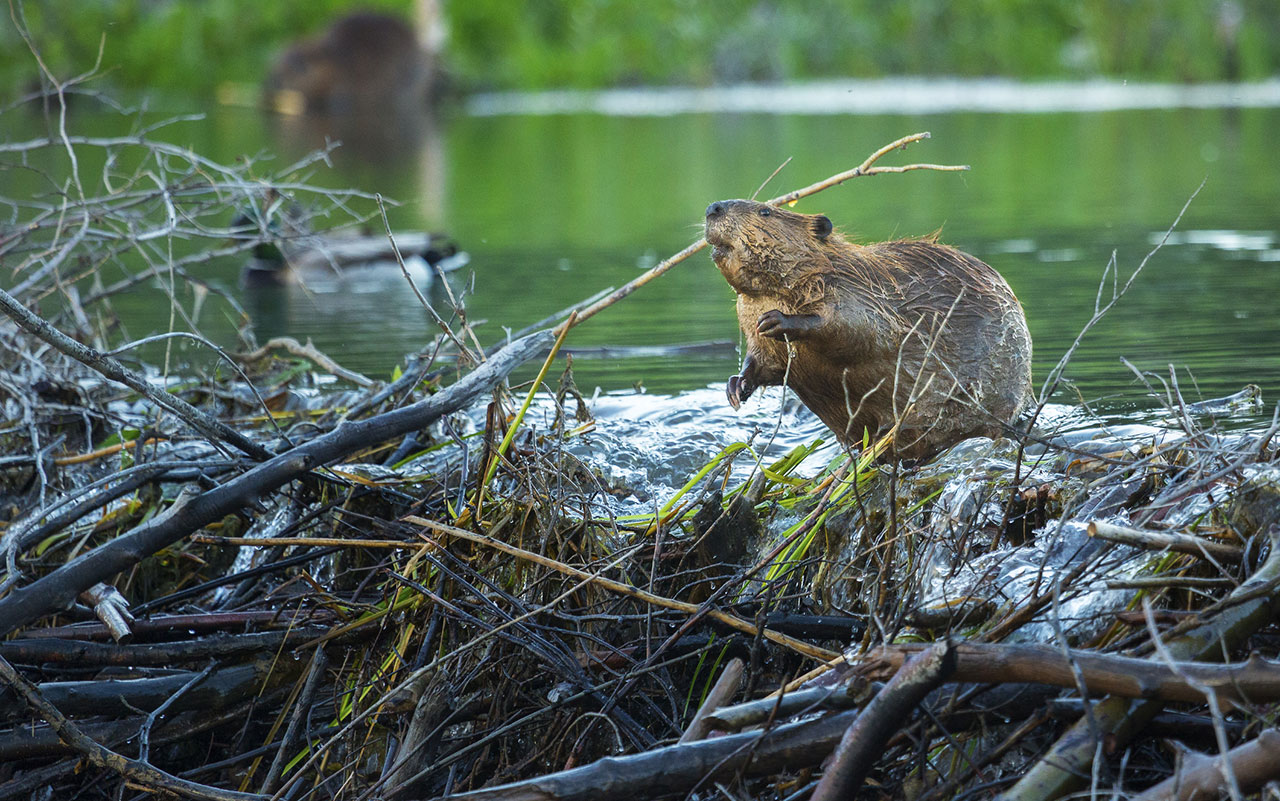 What Frick Park's beaver means for the health of the restored Nine