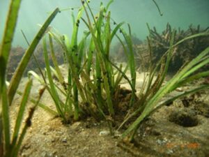 Eelgrass (Zostera marina)