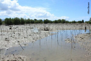 Failed mangrove planting, Gorontalo, Indonesia