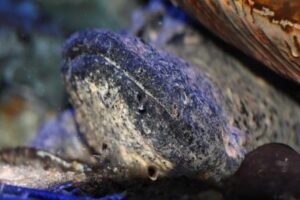 The face of an eastern hellbender (Cryptobranchus alleganiensis )