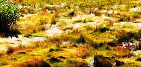 High marsh in New York's Jamaica Bay