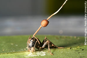 Infected carpenter ant (Camponotus leonardi)