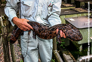 Japanese giant salamander (Andrias japonicus)