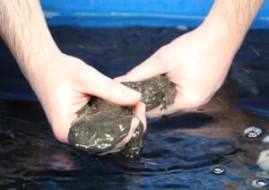 Juvenile hellbender (Cryptobranchus alleganiensis alleganiesis)