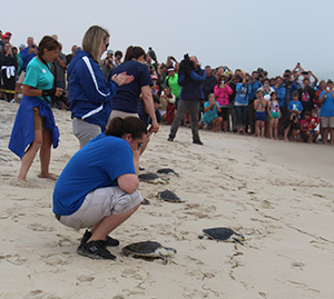 Rehabilitated Kemp's ridleys head to the ocean