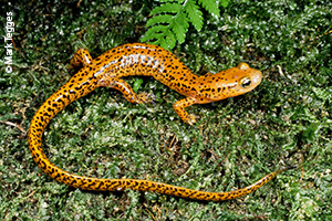 Long-tailed salamander (Eurycea longicauda)