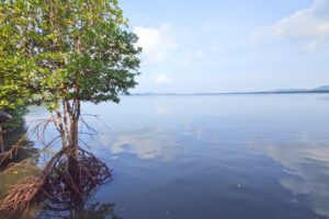 Rhizophora mucronata, Ao Khung Kraben, Thailand