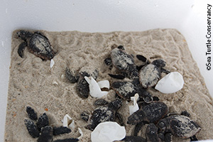 Oil spill hatchlings emerging from their shells in containers