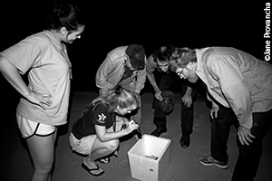 Oil spill recover hatchlings ready for release