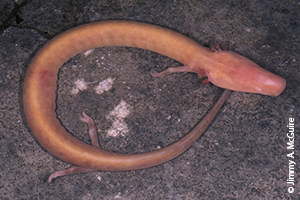 Olm (Proteus anguinus)