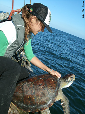 A Pro Delphinus staff member releases a sea turtle