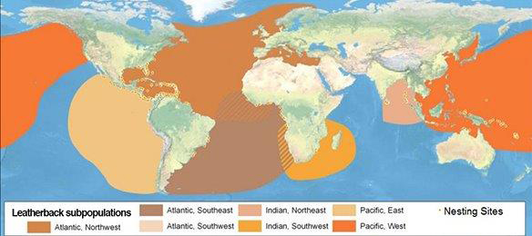 Global distribution of leatherbacks (Dermochelys coriacea) ©NOAA