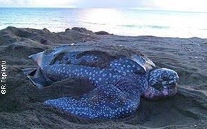 Leatherback (Dermochelys coriacea) nesting on Papua Barat