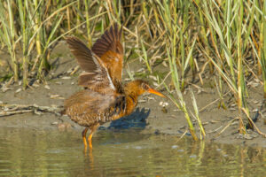 Ridgway's Rail (Rallus obsoletus), Tijuana Slough National Wildllife Refuge ©Rinusbaak, Dreamstime.com 