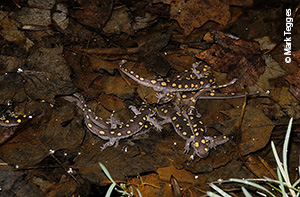 Spotted Salamander Nuptial Danc1