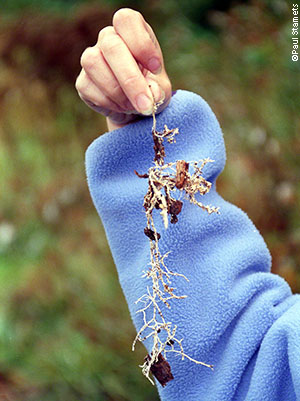 Stropharia hyphae