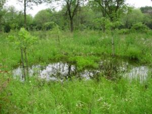 Restored vernal pool