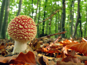 The hallucinogenic properties of Amanita muscaria have been known for centuries