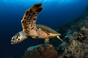 Hawksbill (Eretmochelys imbricata)