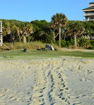 Loggerhead tracks led to a nest in a golf course sand trap