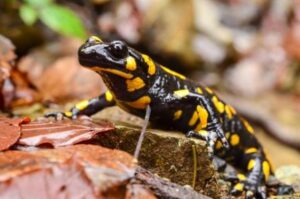 Fire salamander (Salamandra salamandra)