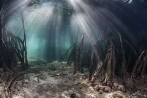 Red mangrove (Rhizophora mangle) roots, Indonesia.