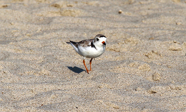 Piping plover (Charadrius melodus)