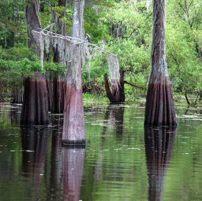 Biohabitats » Gulf Coast Ecosystems